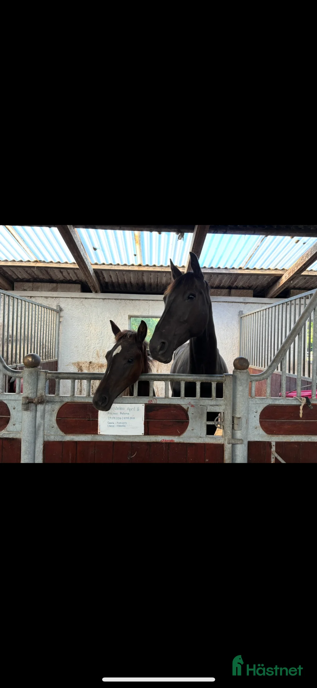 Dressyr hästar till salu: Velbygget hoppeføl med 3 gode gangarter - Annons 1