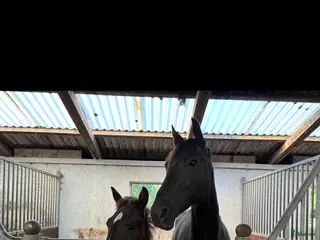 hästar Velbygget hoppeføl med 3 gode gangarter - Annons 1