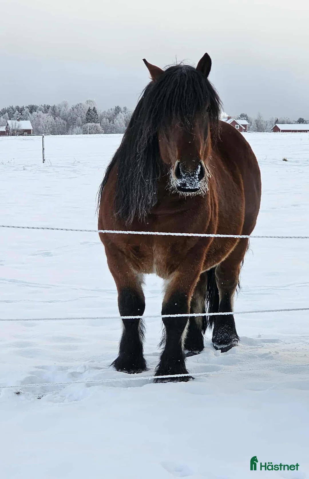 Övrigt hästar till salu: Vacker ardennervalack i Rengsjö - Annons 4