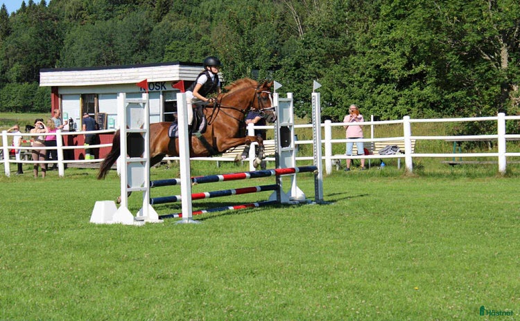  hästar Bästa vän och tävlingskompis D-ponny i Falköping - Annons 13