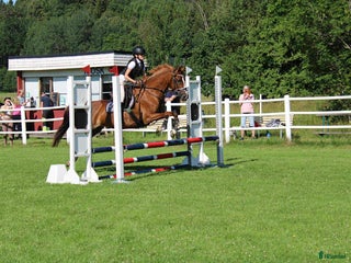 Hoppning hästar till salu: Bästa vän och tävlingskompis D-ponny i Falköping - Annons 1