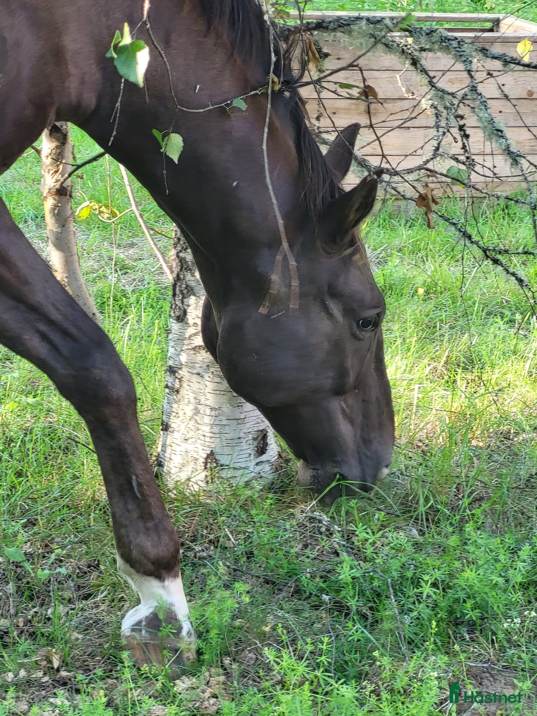 Allround hästar till salu: Max söker ett nytt hem i Munkfors - Annons 12