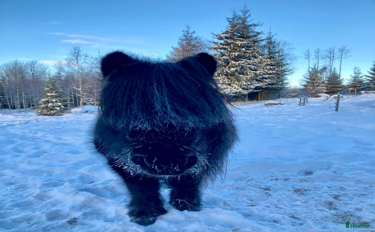  hästar Shetlandsponny säljes som sällskap/rid/körhäst. i Töcksfors - Annons 3