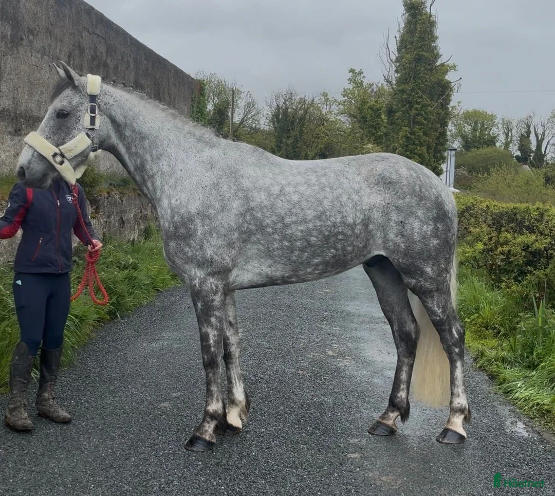 Allround hästar till salu: Gorgeous 158cm gelding  - Annons 1