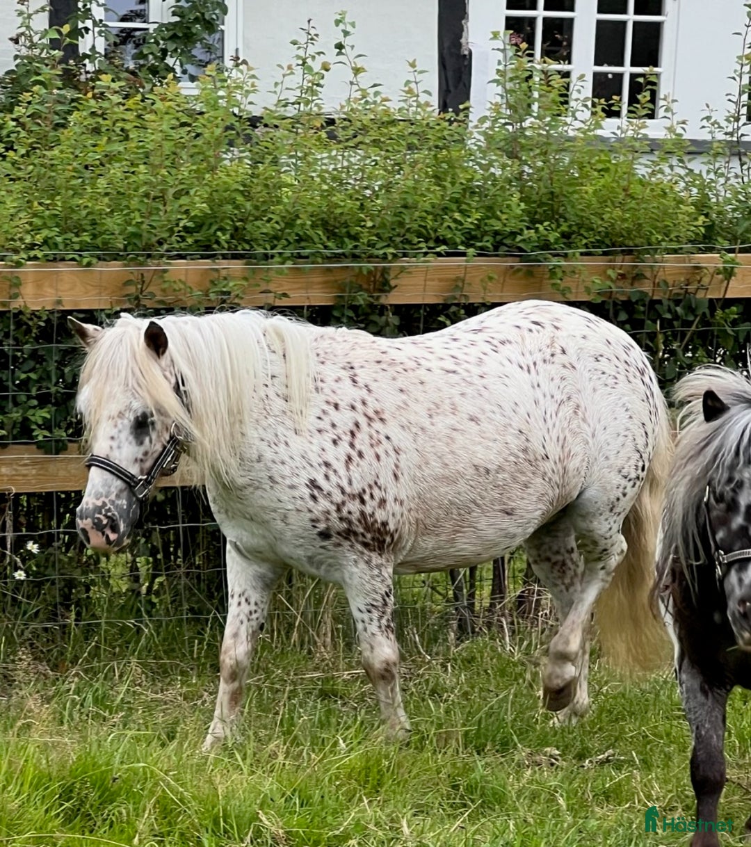 Övrigt hästar till salu: Smukkeste Knapstrupper Shettis - Annons 3