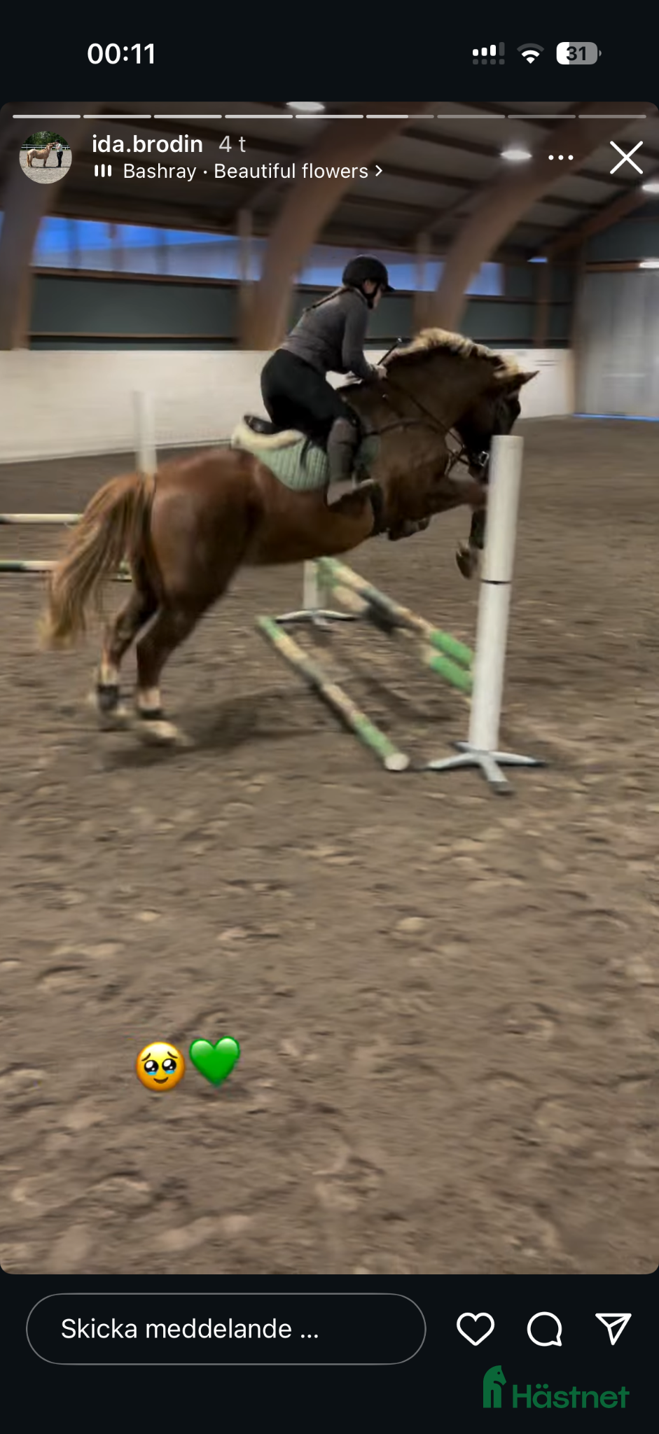  hästar Unghäst till salu - Annons 2