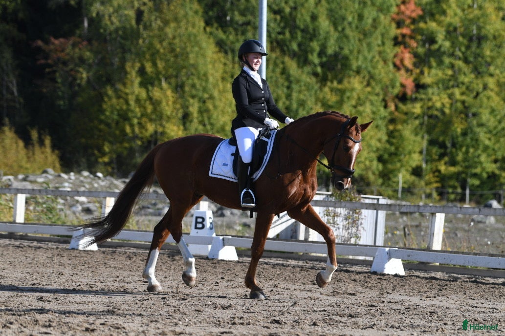  hästar Lyxig hobbyhäst  - Annons 2