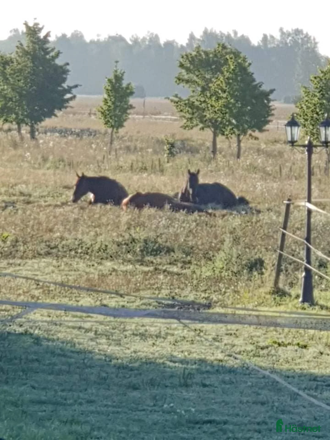 Allround hästar sökes: Foderhäst Sökes 🐴 - Annons 11