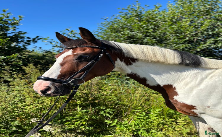  hästar Elegant valack, som hoppar allt du styr på! i Spekeröd - Annons 13