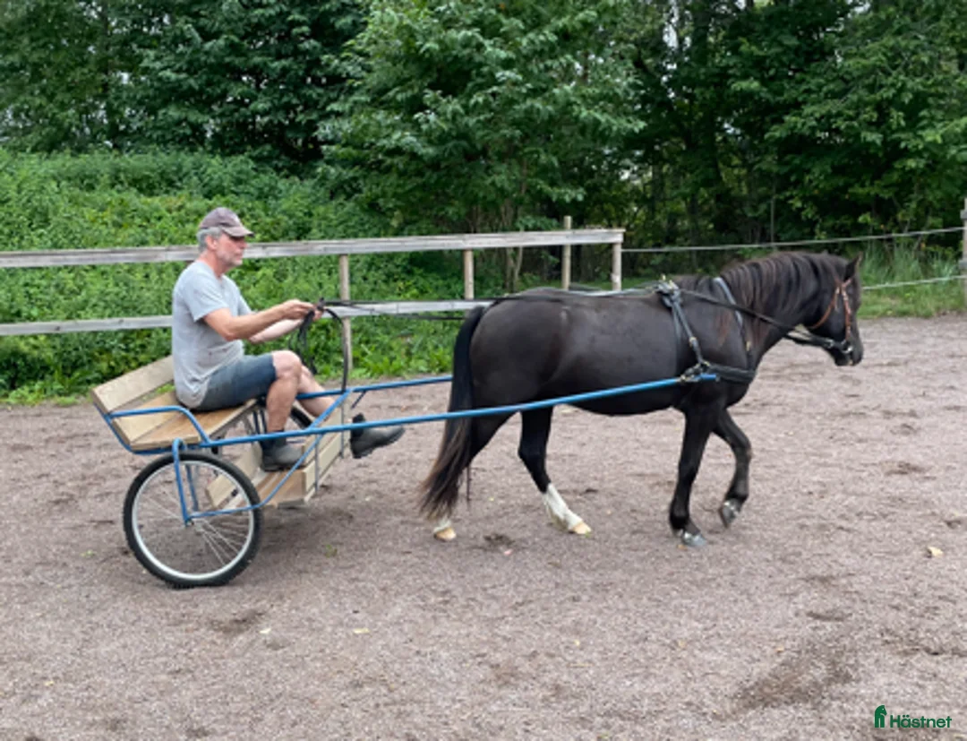 Körning hästar till salu: Härlig ponny - Annons 2