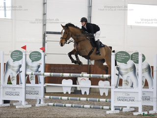 hästar Den bästa vännen med mycket kapacitet - Annons 17