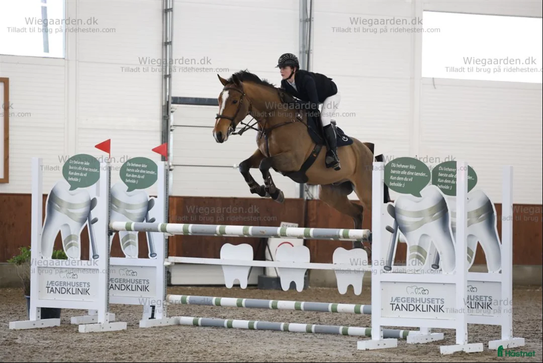 Hoppning hästar till salu: Den bästa vännen med mycket kapacitet - Annons 1