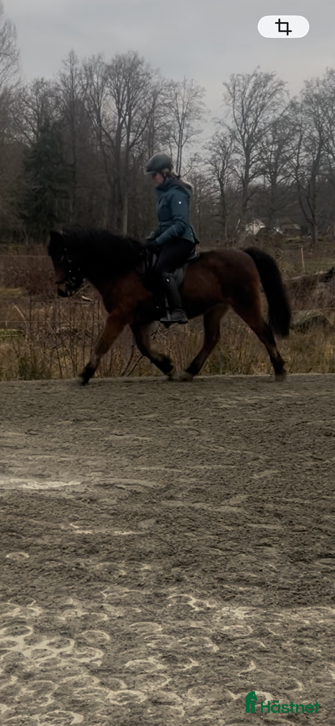 Island hästar till salu: Lätttöltat sto  i Torsås - Annons 1