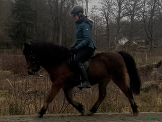 hästar Lätttöltat sto i Torsås - Annons 1