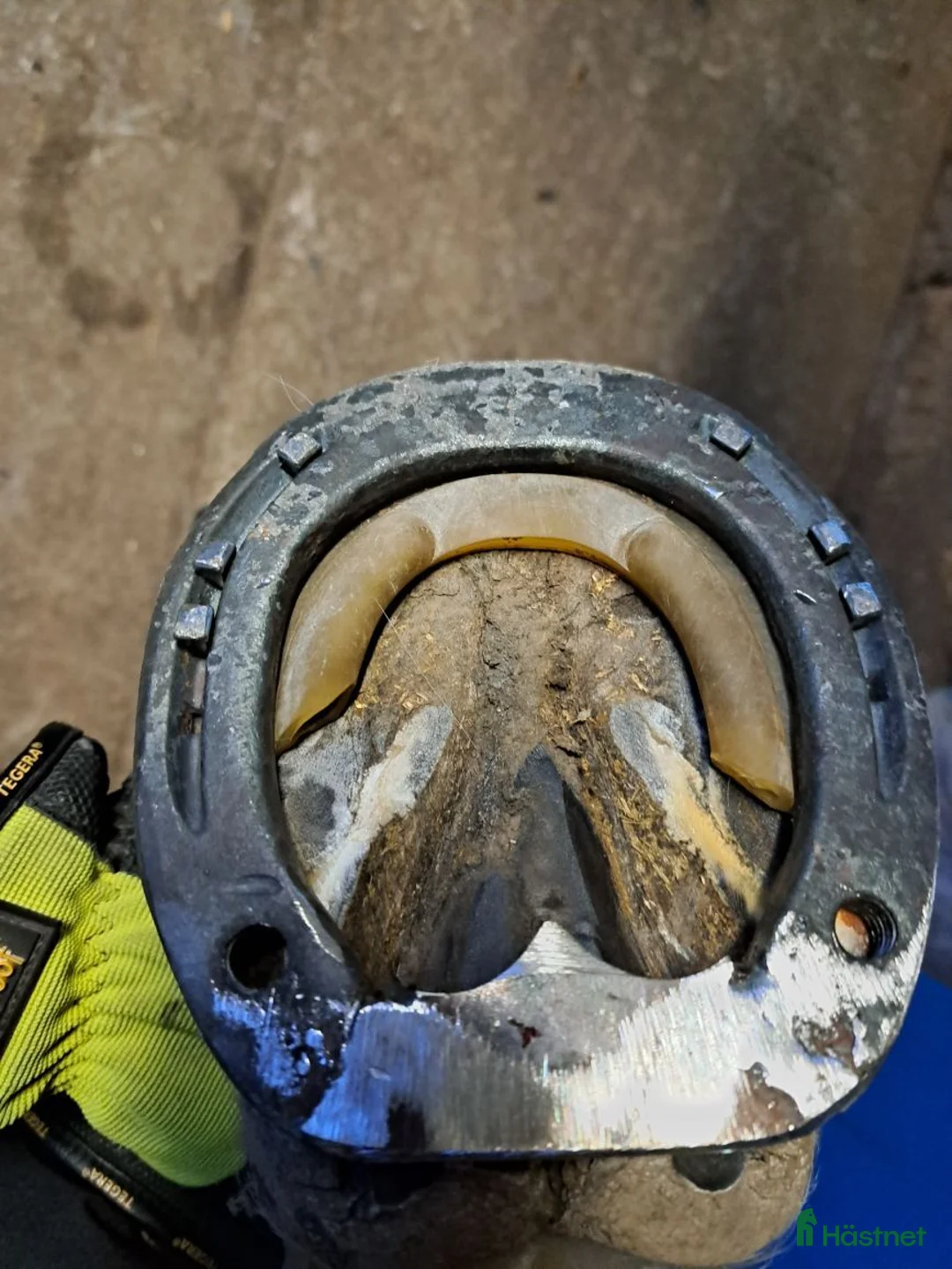  hästservice finnes: Rehabuppstallning/semesteruppstallning/inridning  i Kristdala - Annons 3