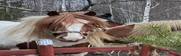 Allround hästar till salu: Charmtrollet Bombibitt, D-ponny  - Annons 11