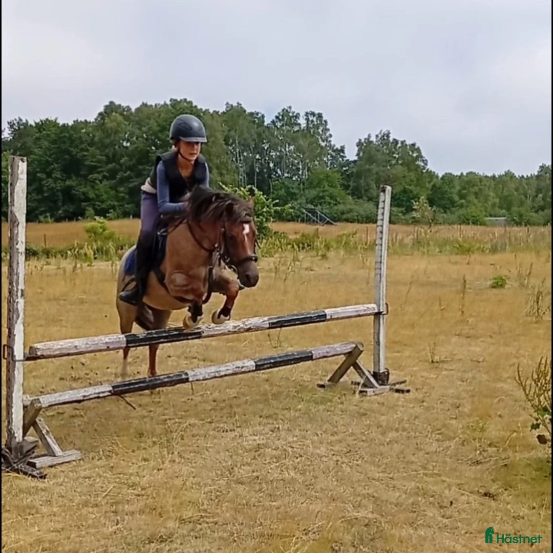 Allround hästar till salu: Tävlingsponny i startgropen i Gärsnäs - Annons 2