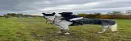 Hoppning hästar till salu: Tävlingsponny kat D - Annons 3