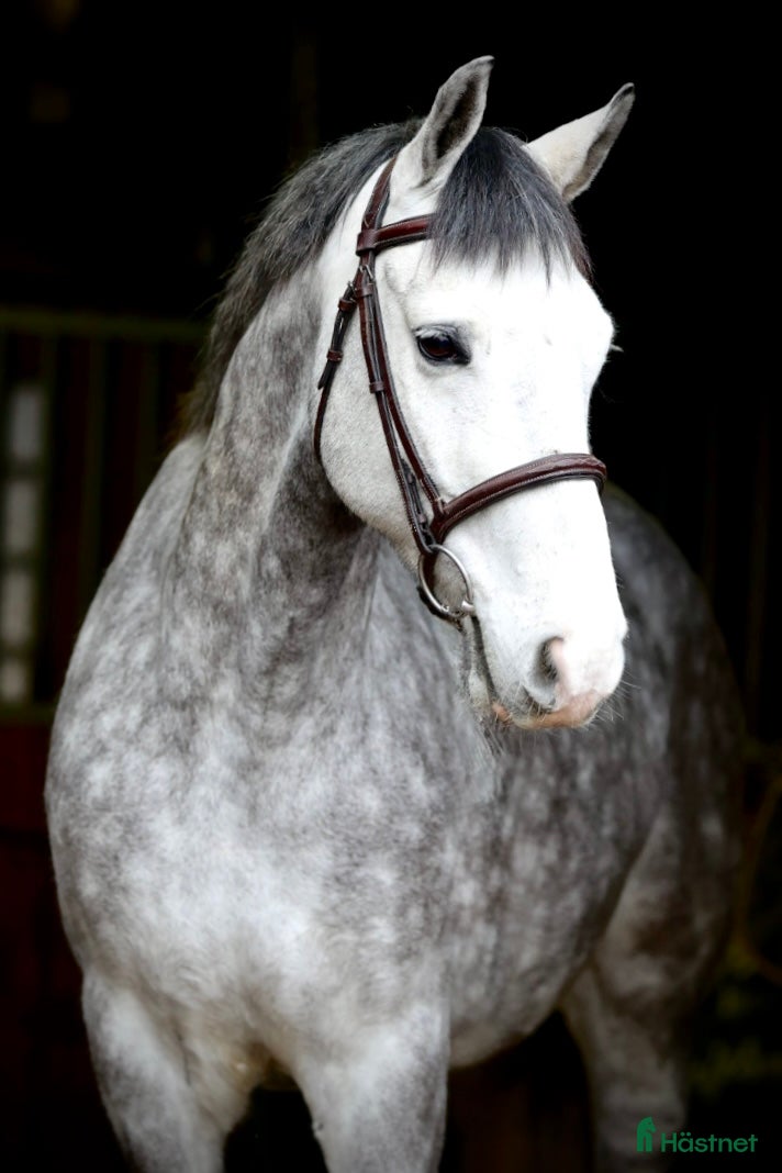  hästar SNÄLL PONNY/VERKSAMHET  - Annons 5