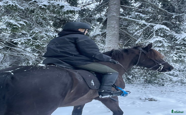  foderhäst i Älvsjö - Annons 12