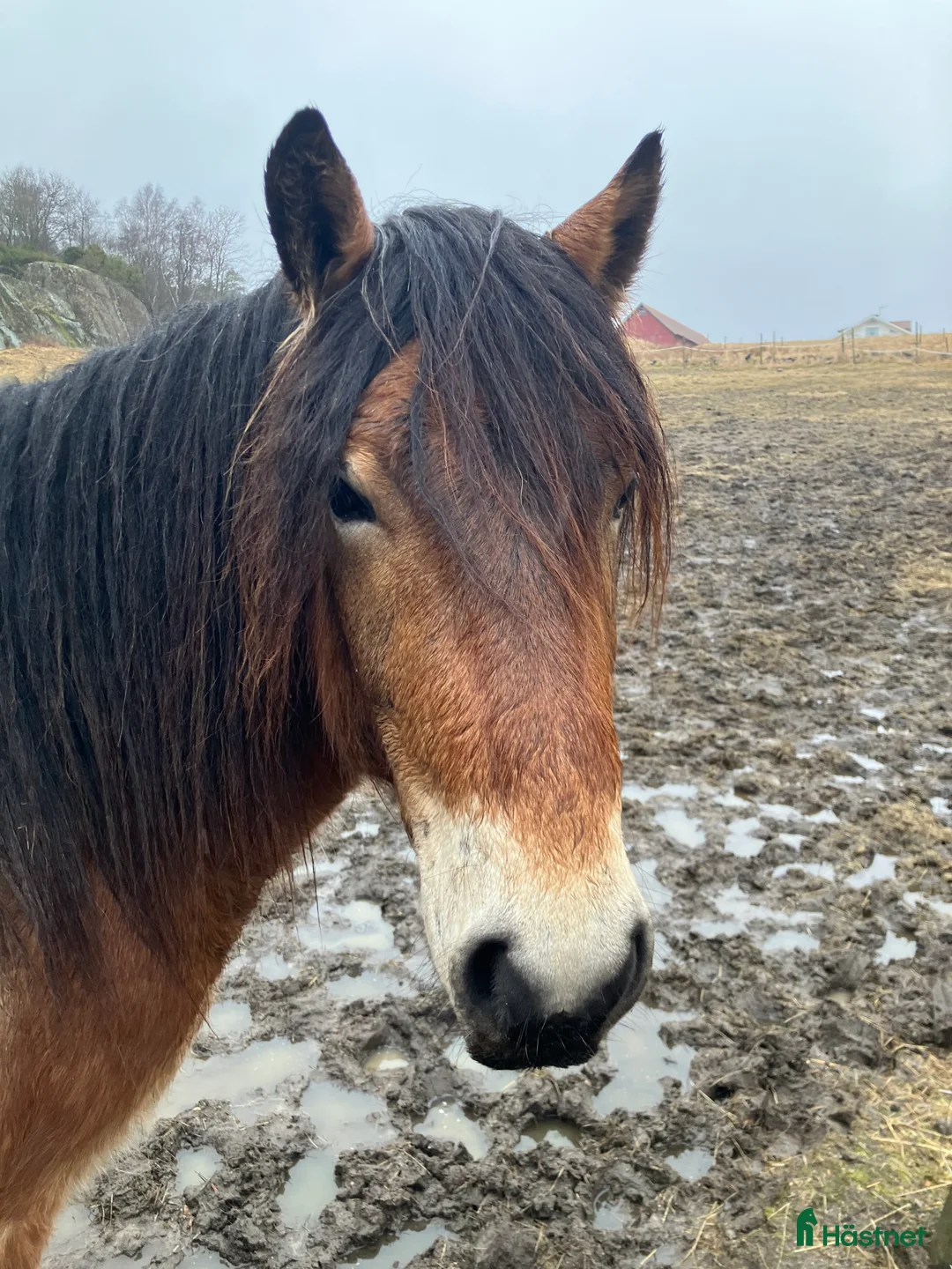 Körning hästar till salu: Trevlig nordsvensk säljes - Annons 3
