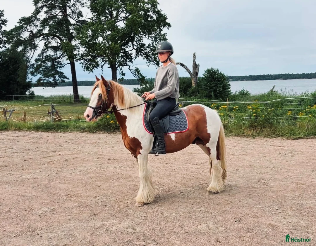 Hoppning hästar till salu: Snäll Blickfångare - Annons 2