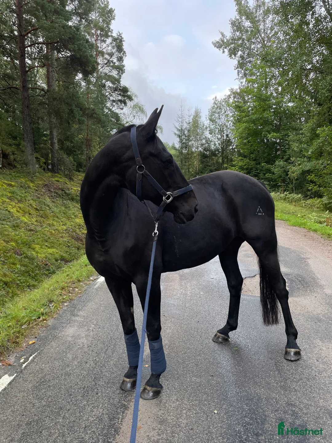 Sällskap hästar till salu: Stallets favorit - Annons 3