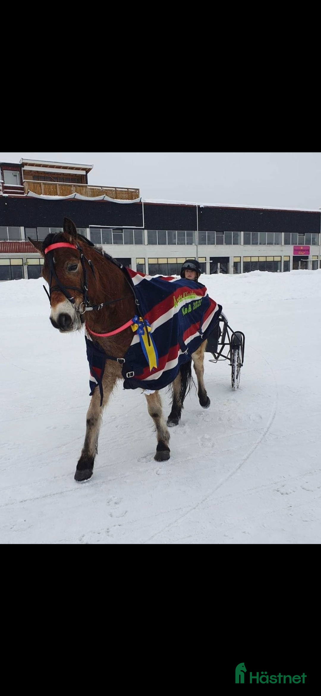 Trav hästar till salu: Social ponnytravare till salu i Domsjö - Bild 6