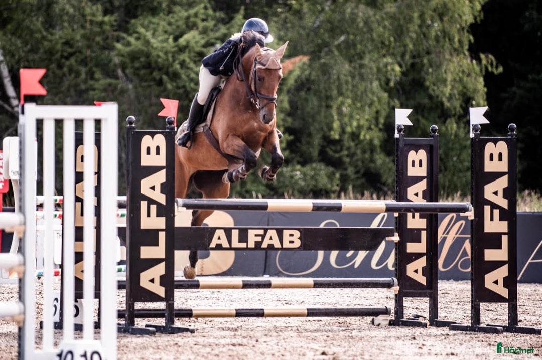 Allround hästar till salu: Toppstammad häst för varierad ridning i Sigtuna - Annons 1