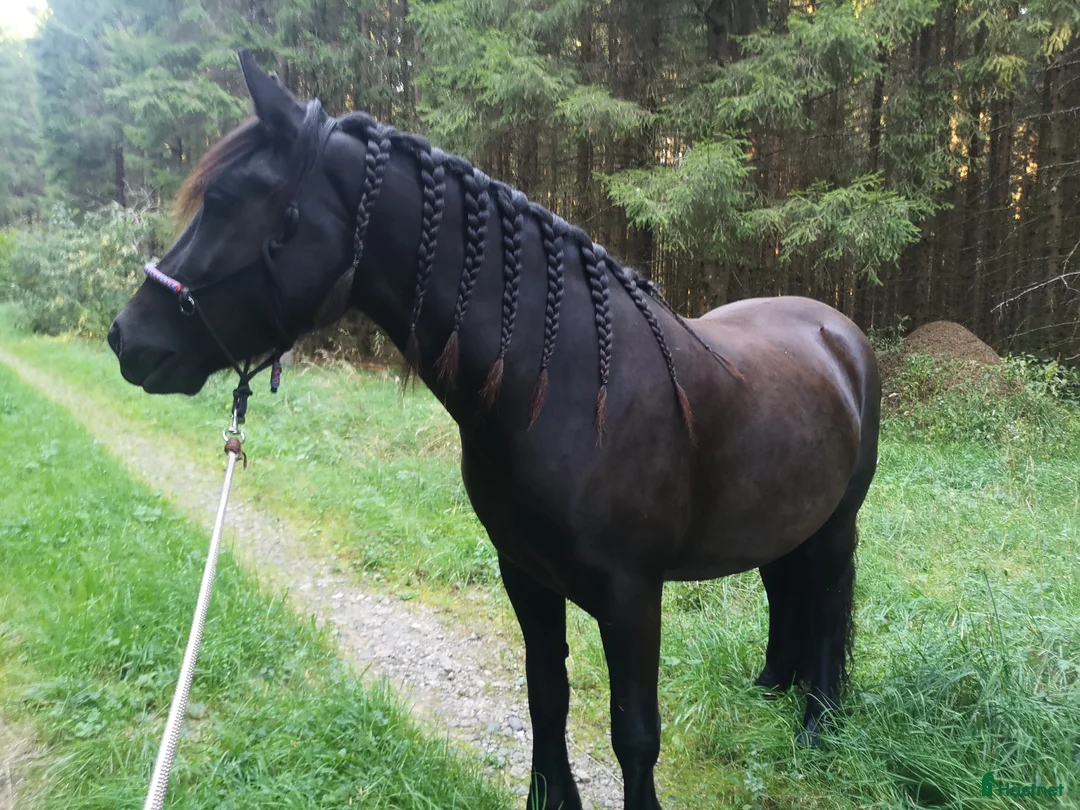 Körning hästar till salu: Körhäst  - Annons 2