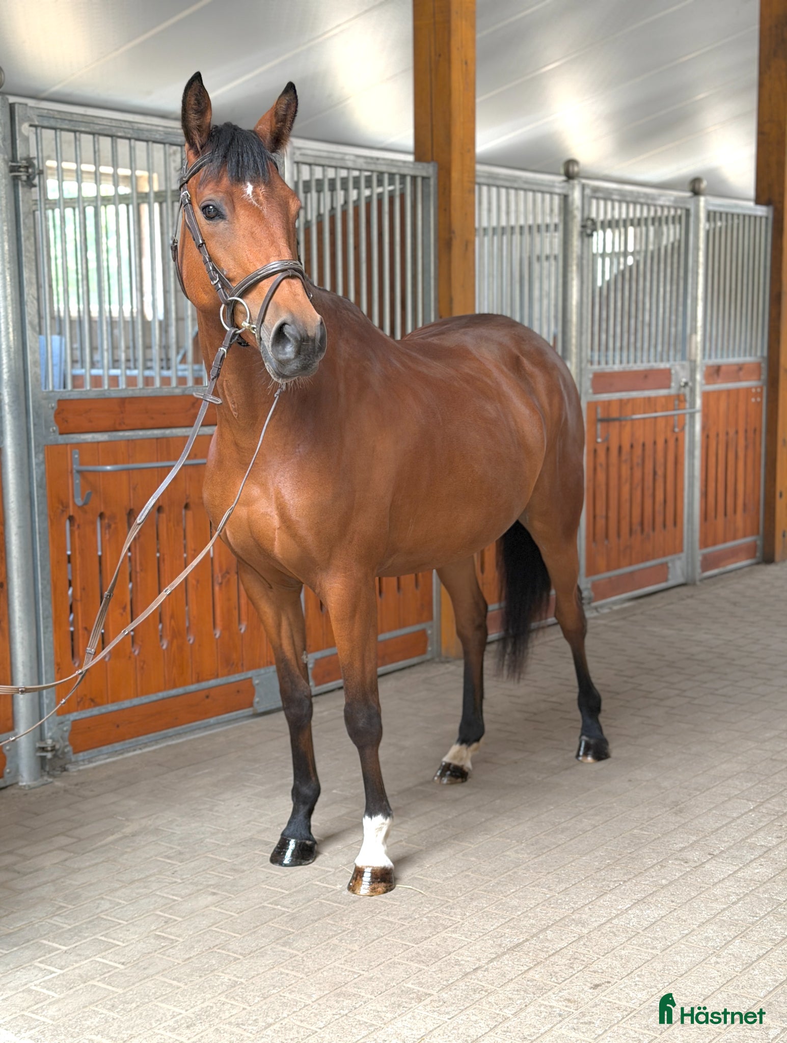  hästar Calm and lovely mare for any kind of rider! - Annons 2