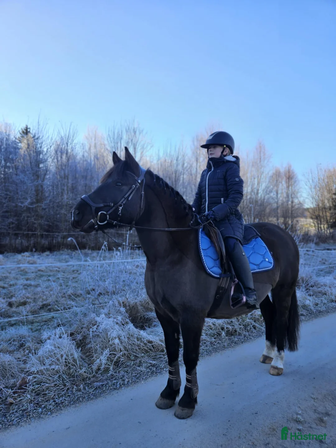 Allround hästar till salu: karaktäristisk allround ponny  i Moheda - Annons 10