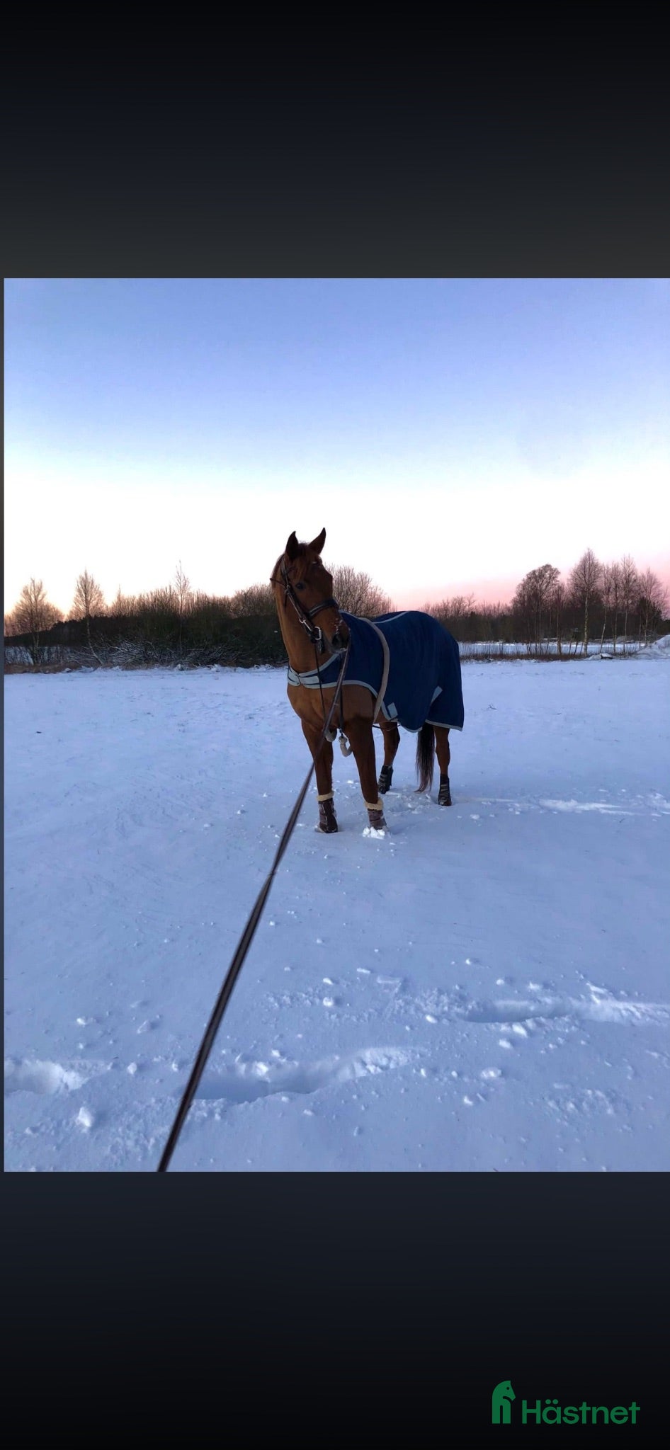  hästar Sällskap/avel  - Annons 1