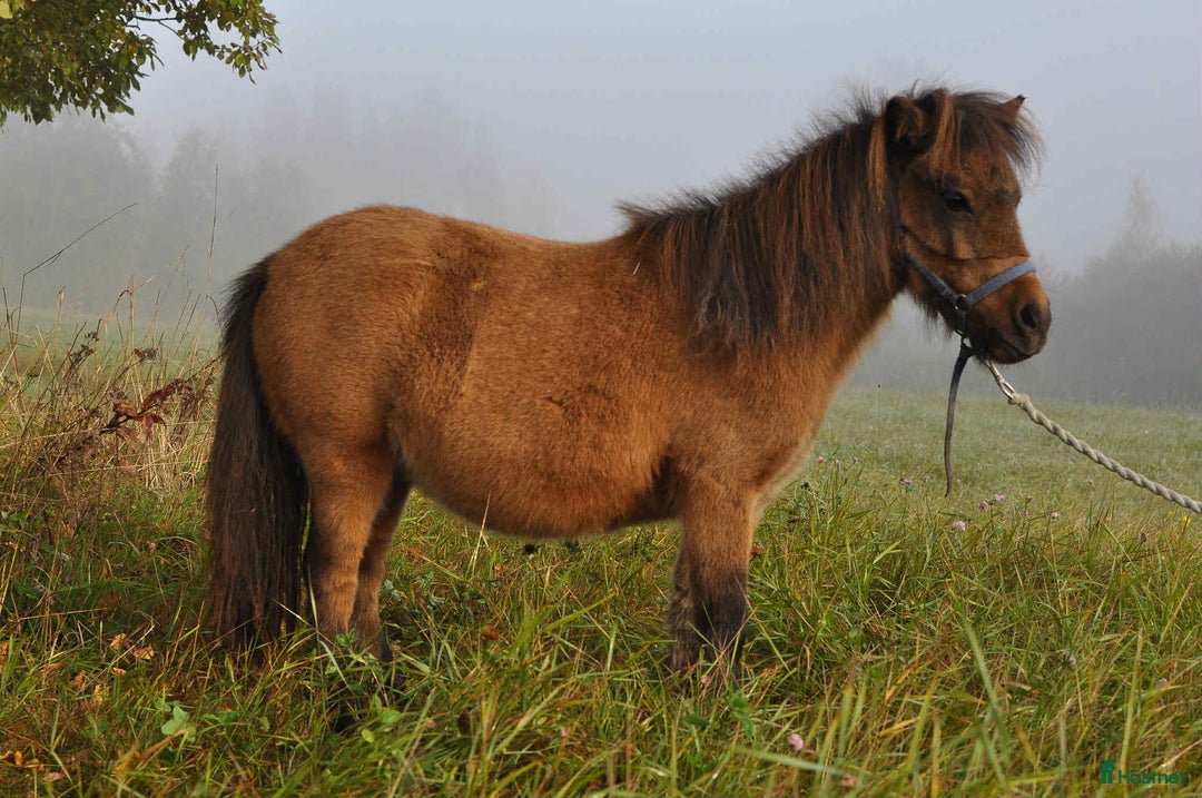 Allround hästar till salu: Tia Dalma - charmig miniatyrkorsning till salu i Vindeln - Annons 2