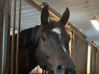 hästar Hopphäst i Örby - Annons 3