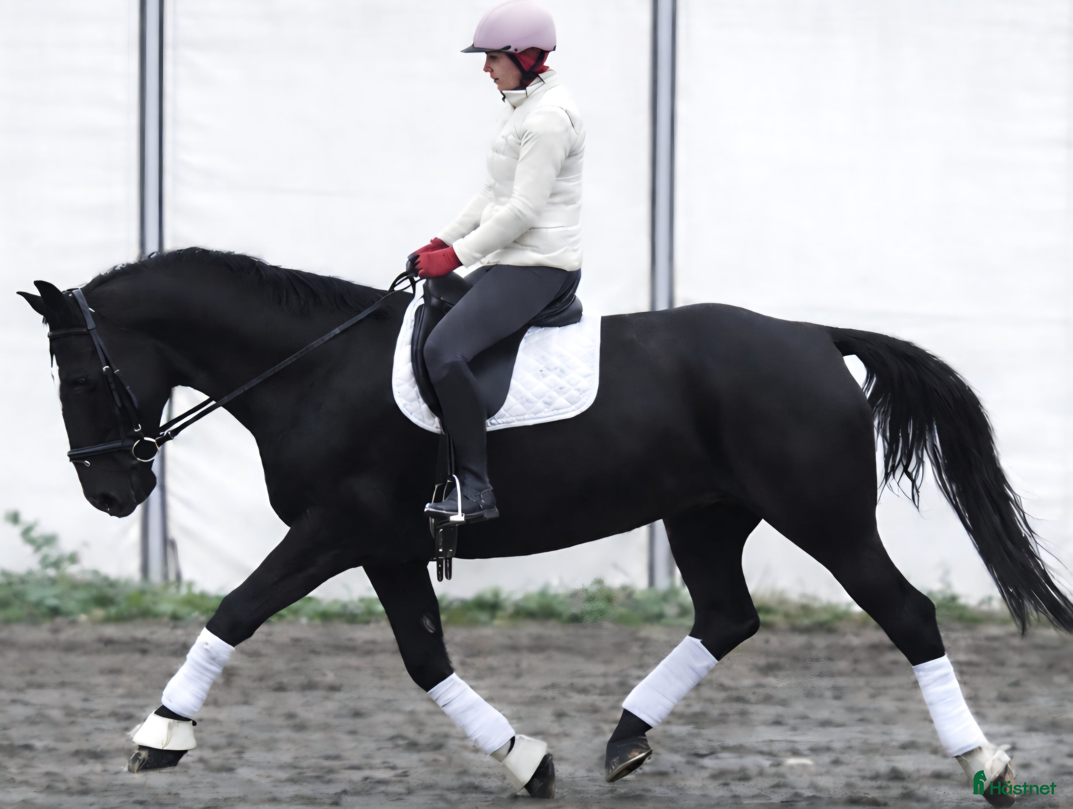 Allround hästar till salu: New Fantastic Silesian - perfect mover - Annons 3