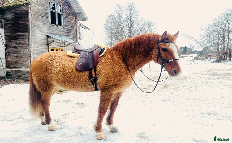  hästar i Mora - Annons 5