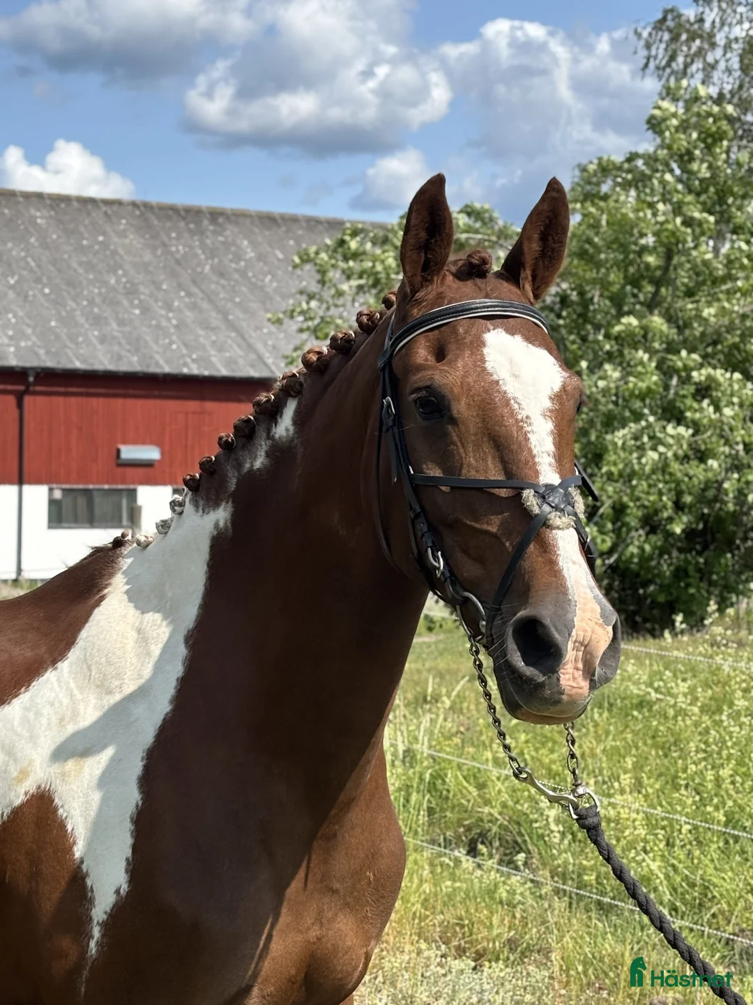 Allround hästar till salu: Din nästa bästa kompis? i Söderköping - Annons 4