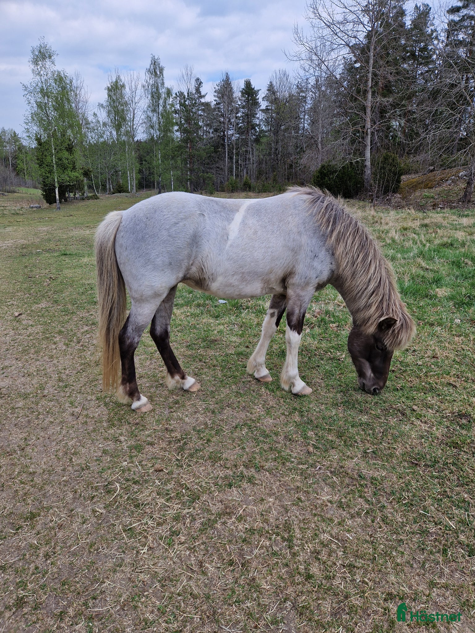  hästar Säljes/bytes - Annons 2