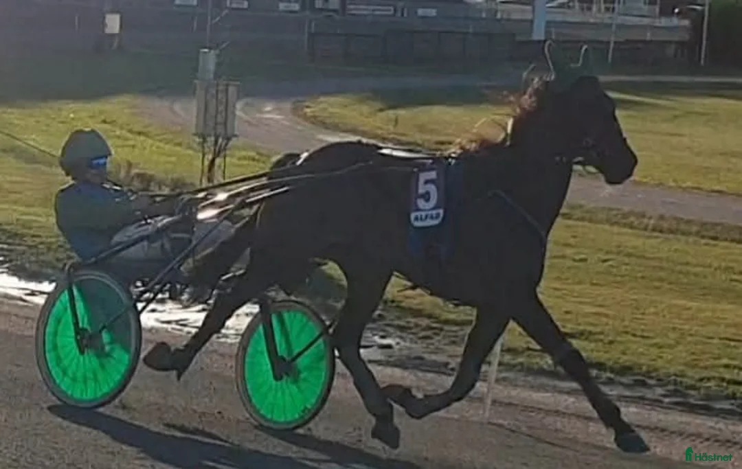Trav hästar till salu: Starthästar till salu - Annons 4