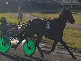 hästar Starthäst / avelsst/ omskolning till ridhäst i Vretstorp - Annons 19