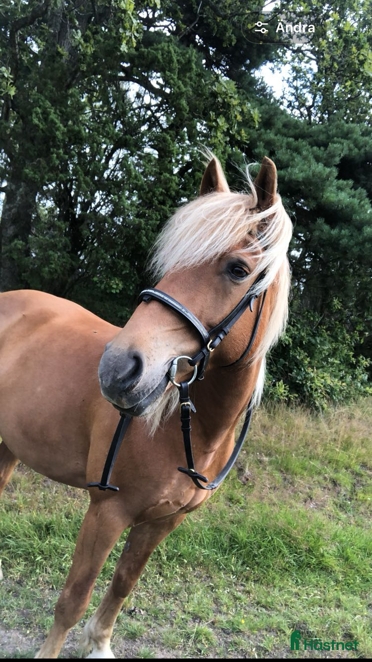  hästar Uppfostrare/trickträning? - Annons 2