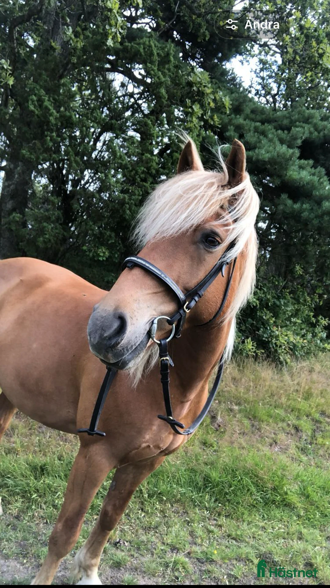 Sällskap hästar till salu: Uppfostrare/trickträning? - Annons 2