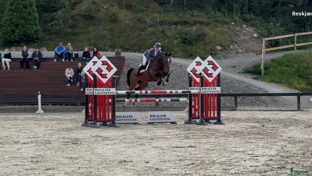 Hoppning hästar till salu: Magisk sprang hest, junior/youngrider i Aksdal - Annons 8