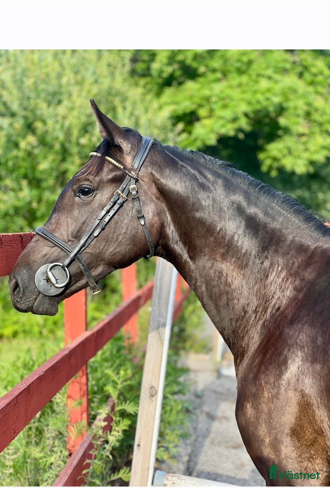  hästar Superfint halvblod - Annons 19