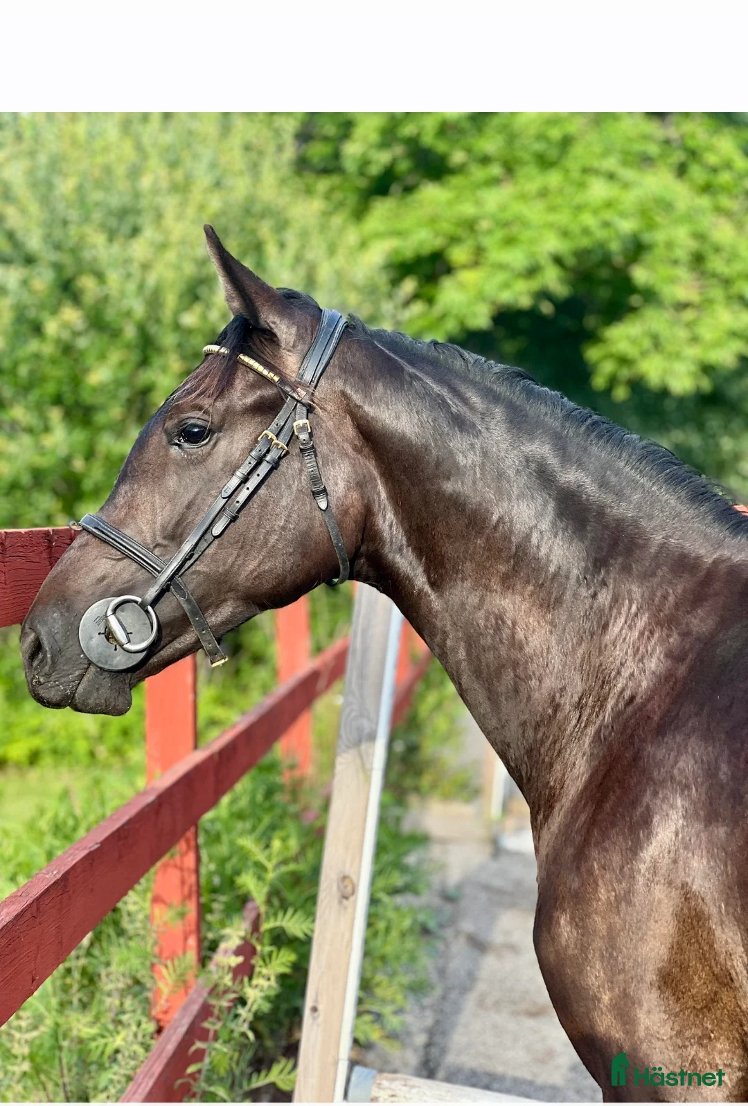 Allround hästar till salu: Superfint halvblod - Annons 1