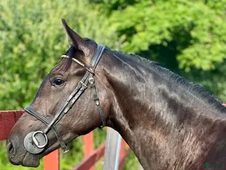 hästar Superfint halvblod - Annons 19