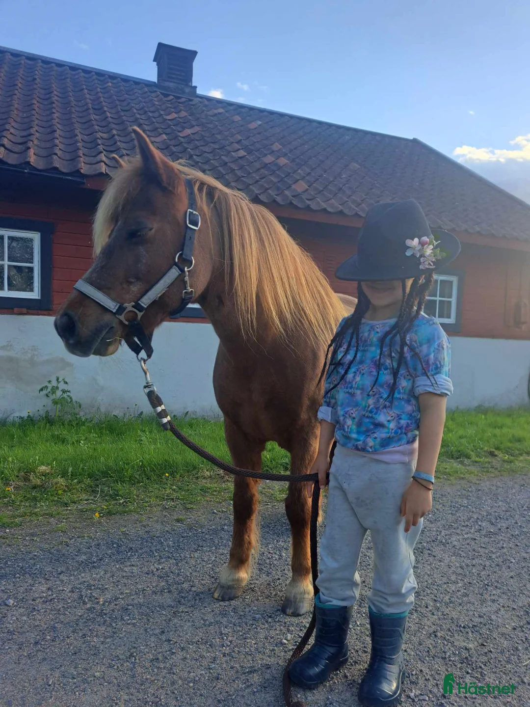 Allround hästar till salu: Rid- och körponny i Katrineholm - Annons 1