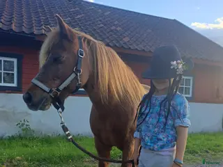 hästar Rid- och körponny - Annons 1