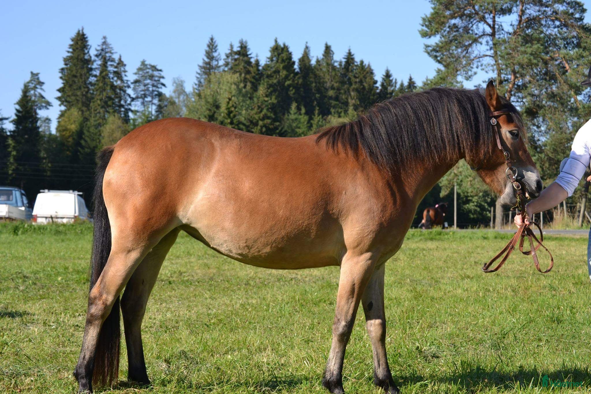  hästar shetland och russ i Virestad - Annons 17